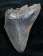 Bargain Megalodon Tooth - Serrated #7505-1